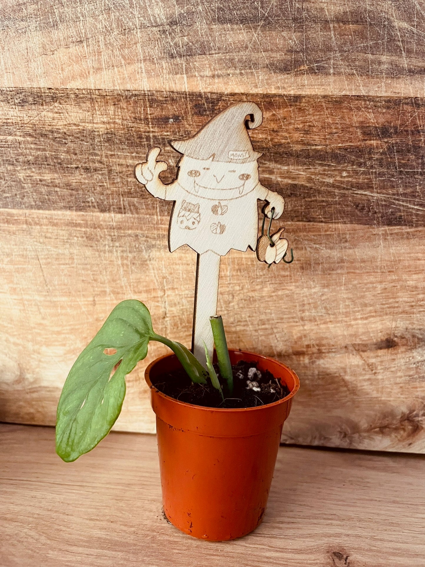 Pflanzstecker Monsterra