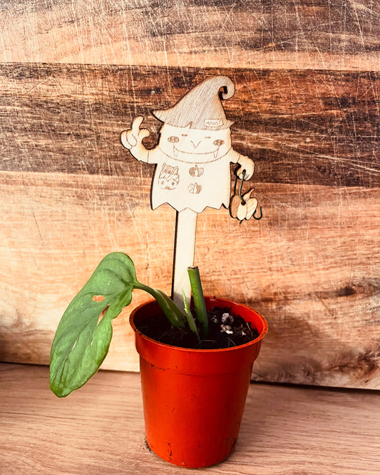 Pflanzstecker Monsterra