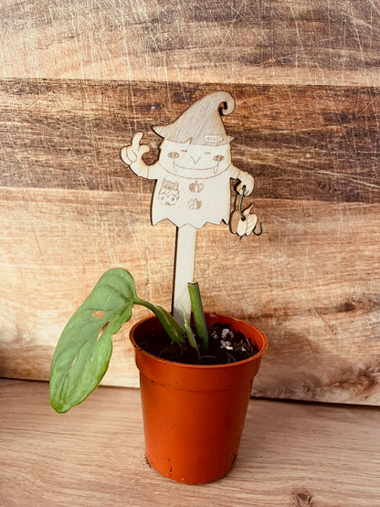 Pflanzstecker Monsterra